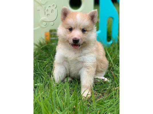 Διατίθενται όμορφα κουτάβια Pomsky.